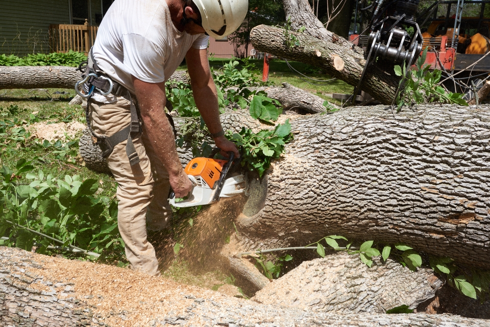 Signs It’s Time to Remove a Tree Before It Becomes Hazardous