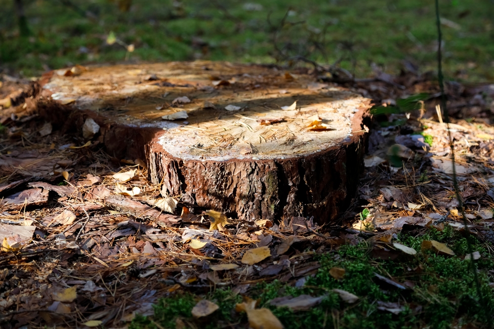 Tree Service 101: When to Consider Tree Removal and Stump Removal