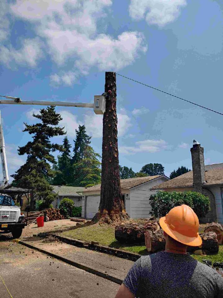 Tree Cutting