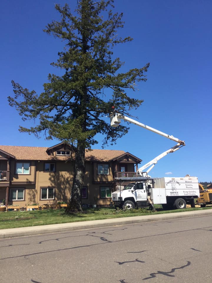 Arborist Services in Salem, OR