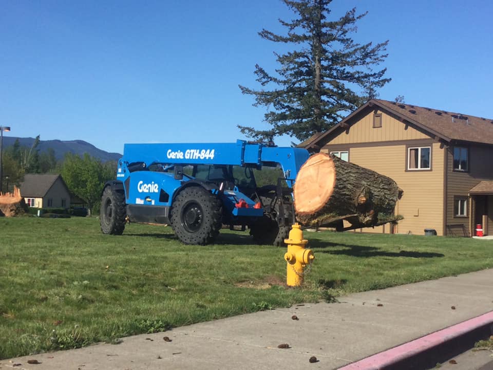 Tree Removal Services 7