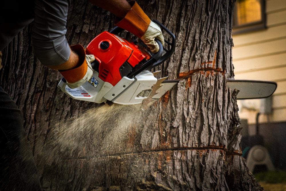 When Is Tree Removal Necessary? Top Signs You Need Professional Tree Care Services