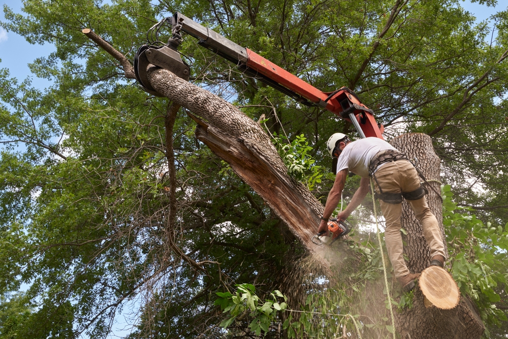 Tree,removal,specialist,taking,down,a,diseased,tree,in,an