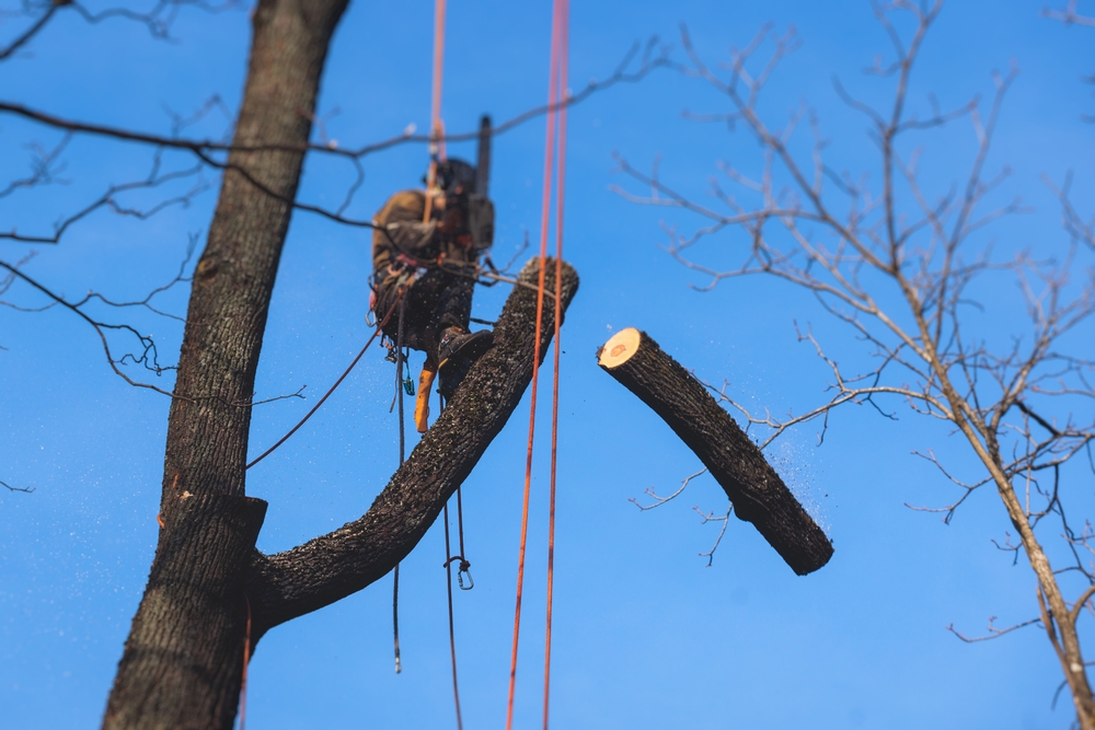 Why Regular Tree Trimming Protects Your Home and Property